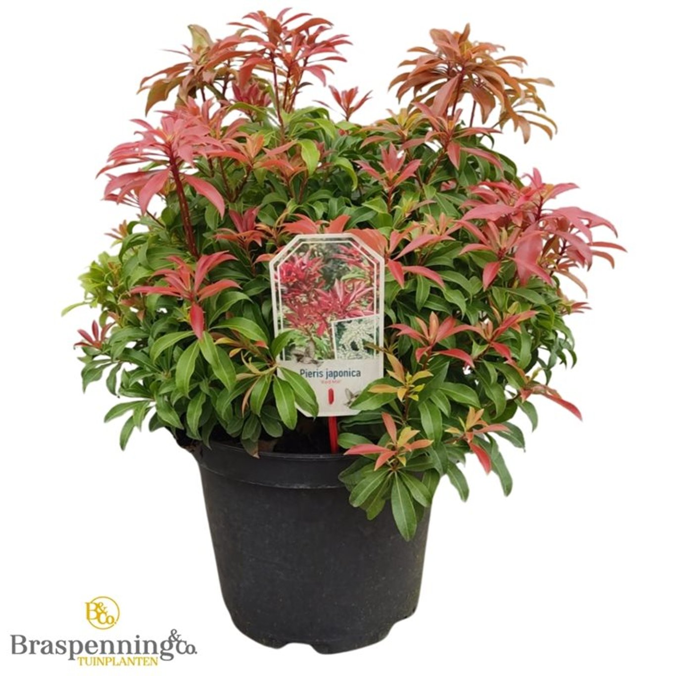 Pieris jap. 'Red Mill' - C10 40-50 CM